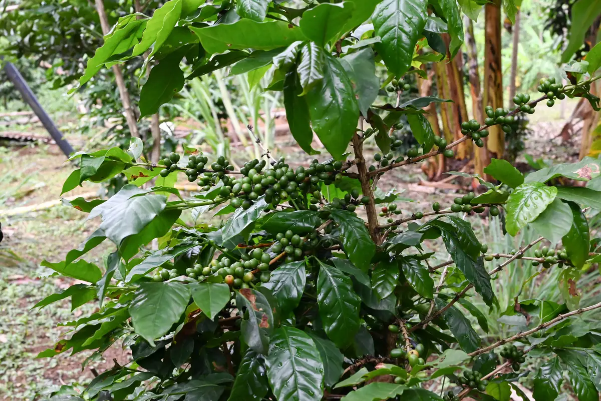 Cafetos con cerezas verdes en una chacra de la provincia de Lamas, San Martín