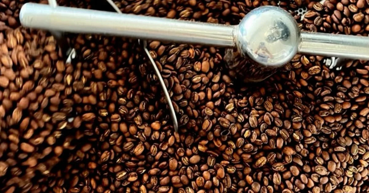 Granos de café recién tostados en el enfriador del tostador de Caliente Café