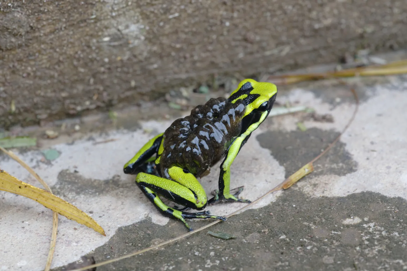 Rana de tres rayas (Ameerega trivittata) en San Martín, un macho cargando renacuajos en la espalda