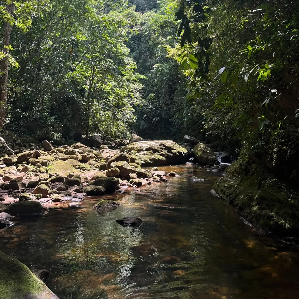 Quebrada de agua limpia rodeada de vegetación amazónica en San Martín